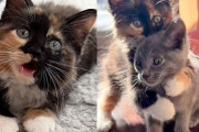 【海外】小さな子猫が避妊所からやって来た！夢が叶うまでの感動ストーリー