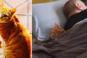 近所の家に忍び込んでは「お泊まり」を繰り返す、猫のティガーの気ままな生活とは？