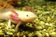 【海外】アホロートルの敵！自然界と飼育場での危険とは？
