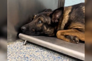 【海外】「心に傷を負った保護犬、友達との再会で歩き出す！感動のストーリー」