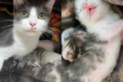 【海外】「オフィスに迷い込んだ猫が48時間で子猫3匹を連れてきた驚きの瞬間」