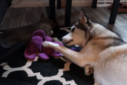 寝ている子犬に一生懸命遊ぼうアピールしているお姉ちゃんハスキー！そっぽを向かれても訴え続ける様子にほっこり