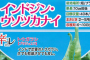 【驚愕】韓国人「インドの速読法ヤバいｗｗｗ 声に出しながら読むスタイルらしいぞ！」