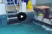 水泳選手の流水プールトレーニングが過酷すぎる！←これ範馬勇次郎がやってたやつ？　海外の反応