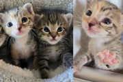 【海外】孤独な子猫を引き取ったが、さらに2匹の子猫が現れた！彼らはどう助けたのか？