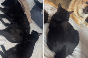 ある日帰宅すると見知らぬ黒猫が家の中でまったり。どうやら飼い犬に気に入られ招待されたようだ。