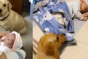 はだけたブランケットを赤ちゃんにかけてあげるラブラドール。甲斐甲斐しくお世話する犬と成長する赤ちゃんの姿にほっこり