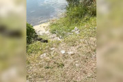 【海外】家族が迷子のカメを助けていると、突然聞こえてきた赤ちゃんの小さな泣き声とは？