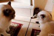 最近家族の仲間入りをした子猫を他の猫から守る優しいボス猫的存在のラグドールが頼もしい