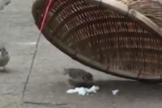 スズメちゃん、愛するものの為に危険を冒す・・・　人（ダメだ・・・できねぇ・・・）