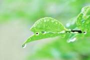 日本「日本には梅雨というウイルスをやっつける最高の季節がある」→韓国人「」