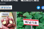 韓国人「韓国人がまた丸パクリ！」韓国の農業関係者が無断で持ち込みか？日本のサツマイモが韓国で無断流通が拡大中！　韓国の反応