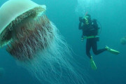 海外「世界で一番大きいライオンタテガミクラゲの画像がこれだ！」ゴジラと戦えるんじゃね？ 世界最大のクラゲに外国人が驚愕