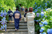 海外「日本は楽園が人間の世界に舞い降りた国」神奈川県のあじさいの名所を撮影した動画に反響（海外の反応）