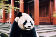 中国人「明日日本旅行に行く。何か注意事項があれば教えて」　中国人「服は持っていくな」「財布には要注意」