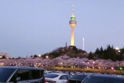 【画像あり】韓国人「なんて美しい桜なんだ‥」韓国で開かれたイワールド桜祭りの桜の画像をご覧ください　韓国の反応