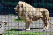 海外「来園者が勝手に・・・」日本の動物園園長の呼びかけに海外びっくり仰天！（海外の反応）