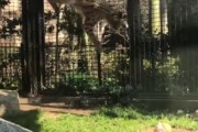 日本の動物園にいるサーバルキャットが話題に（海外の反応）
