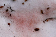 海外　「血まみれの雪」は気候変動の兆候か！？