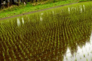 外国人「田植えの時期の日本はどんな感じなのか見せていく！」