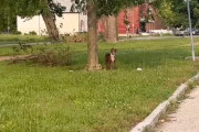 【海外】「木に繋がれた犬、訪れる人を見てしっぽを振り続ける理由とは？」