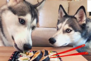 ワンちゃんは日本食大好き！？寿司をほおばるハスキー犬！