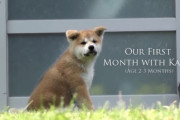 海外「秋田犬は本当に忠実だし可愛い！」秋田犬の子犬に外国人もメロメロ（海外の反応）