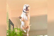 【海外】「処分リストから救出された犬が喜びのジャンプ！感動のストーリー」