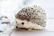 可愛すぎるハリネズミ！「食べ物見ると顔が変わるww」「ホットドックみたいw」海外の反応