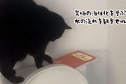 完璧な液体化を目指すため、トイレの水を流して観察を続ける猫