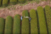 海外「日本茶の事を知れてますます好きになった！」宇治茶の一大生産地、和束のお茶生産に対する海外の反応