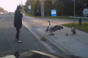 縁石に上がれず立ち往生している子ガチョウを助けようとするも、親ガチョウに攻撃を受ける女性