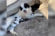 【海外】「果樹園に捨てられた犬たちを救出！意外な展開で10匹の子犬が誕生！」