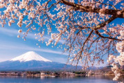 【海外】「外国人が日本と聞いて思い浮かべるものは？」自動車、桜、任天堂・・日本は異質な国