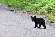 せつなすぎる… 車にひかれた我が子を何とか生き返らせようとする母グマ