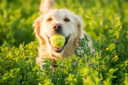 一風変わった犬とのボール遊びが海外掲示板で話題に←これ覚えたら楽しいやつやん！　海外の反応