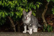 韓国人「韓国は野良猫に対する認識があまりにも後進国らしい……」