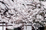 【春】台湾人のワイが京都の霧雨桜を見てきました。