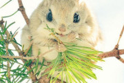 【海外】「なんで日本の動物だけこんなに可愛いの？」北海道に生息するエゾモモンガに海外もメロメロ！