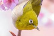 海外「色の組み合わせが素敵だ！」日本のメジロと桜の写真を見た海外の反応
