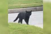【海外】黒猫が突然の訪問！運命の扉を開けて、永遠に居つくことに決めた理由とは？