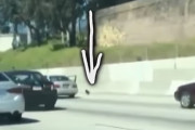 【危ない！！】なぜか高速道路に迷い込んだワンちゃん。果たして救出できるのか…？