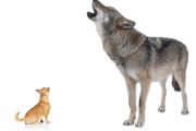 【海外】犬と狼の進化物語：愛される家族犬になった理由とは？
