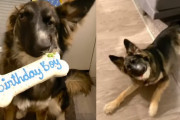 幼い頃に顔面障害を負った犬が、悲しい過去を乗り越えシェルターから引き取られる
