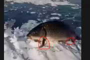 「これが…進化だと！？」陸を立つ魚が発見される  海外の反応