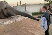 サファリパークで象と触れ合っていた少年少女たち→女の子がスマホを掲げると象から鼻パンチを食らってしまう…。
