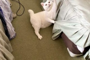 海外「猫好きの天国だ！」日本にある猫好きの猫好きによる猫好きのための宿を見た海外の反応