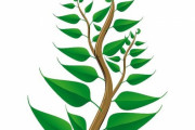 鳥にそっくりの花を咲かすオーストラリアの植物「グリーンバードフラワー」
