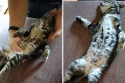 へそ天で熟睡中の子猫をカウチに運ぶも、やっぱりZzz…スヤスヤ顔が天使すぎる