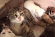 5匹の子猫を育てているのに子犬にもお乳を分けてあげる優しいお母さん猫